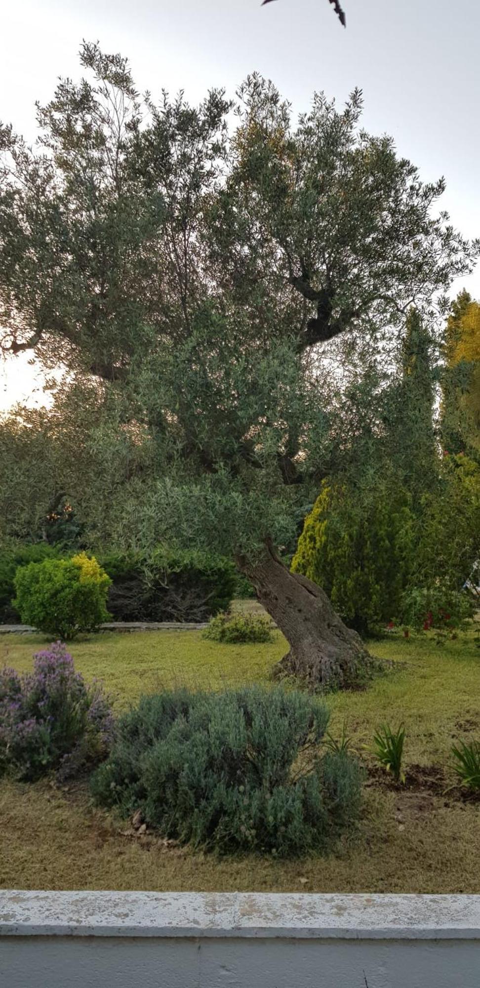 Villa Isabella Ostuni Exterior foto